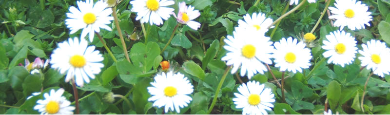 Daisies in the lawn